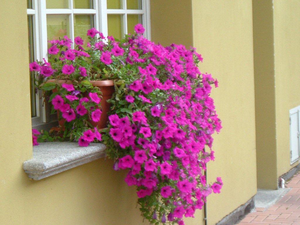 Hotel Del Fiume كانوبيو المظهر الخارجي الصورة